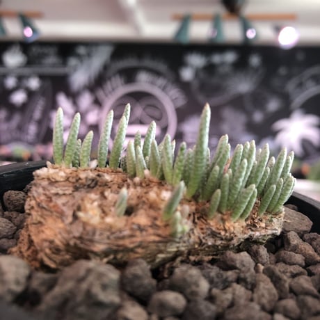 avonia   alstonii《L size》※特に、扁平感が強き大きめ塊根を持ち肌質粗めな希少大株アルストニー※ mad black bowl pot植え