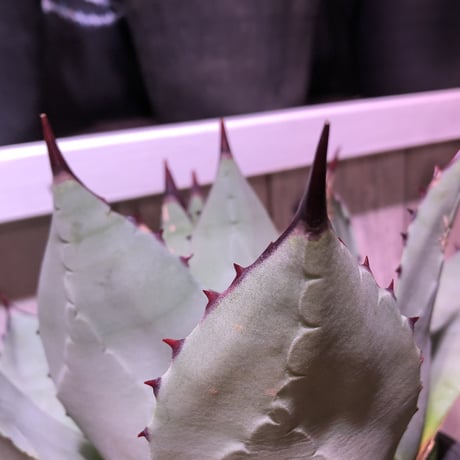 agave    parryi（L  size）インスタグラム掲載株‼︎
