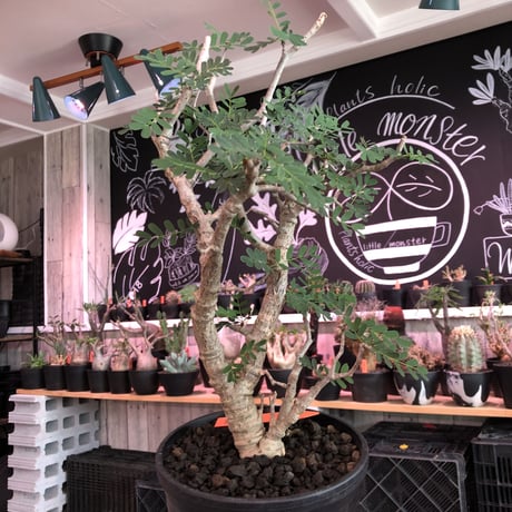 senna  meridionalis《 L  size》※現地球発根済株※店主国内管理3年株※極上の美しさと樹形バランスを持つセンナ‼︎幹幅も太く大変良株のためオススメ株‼︎※tall pot植え