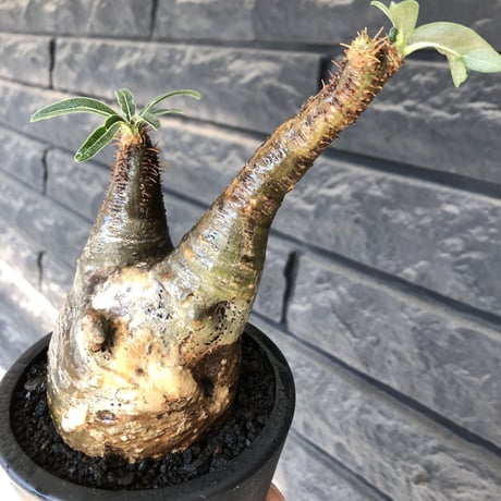 pachypodium gracilius《小さめM size》現地焼け肌※現地球発根後店主国内管理3年株※岩肌に当たり育ったエグれ傷を持つwildな出立ちが堪らない※mad black pot植え