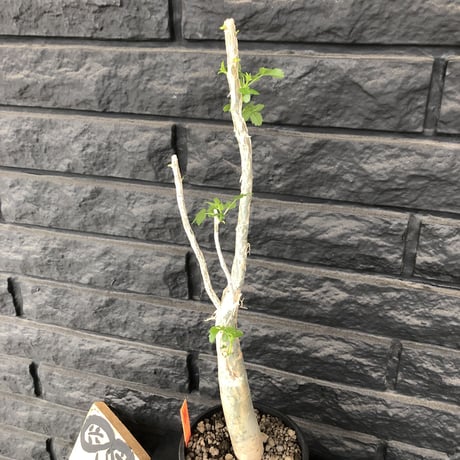 bursera  fagaroides《M size》※剪定後再芽吹き済株‼︎※大変上品な人気灌木ファガロイデス‼︎※mad black pot植え