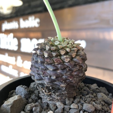 euphorbia bupleurifolia《大きめM size 》※まん丸球体株※現地球発根後店主国内管理5年株※ボコボコ肌にまん丸球体感が堪らない一株※mad black pot植え