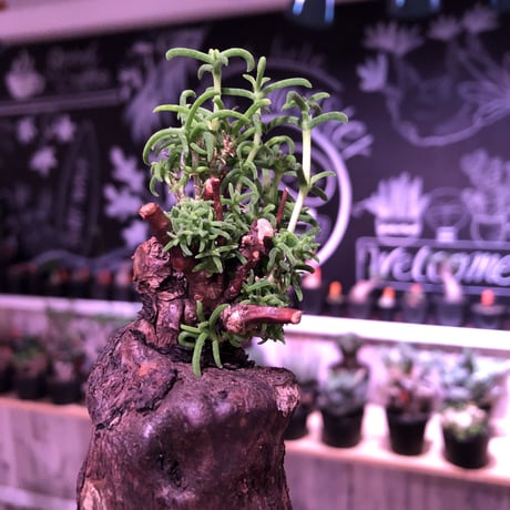 mestoklema   tuberosum《L size》サイドにあるド派手な縦ラインの傷に生命力を感じる希少な1株‼︎   ※mad  black  pot植え
