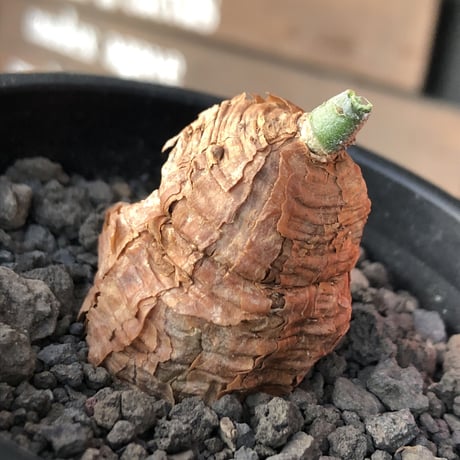 talinum caffrum《M size 》※現地球株発根済※希少‼︎エグれ傷跡も持つ味深き一株‼︎※mad black pot植え