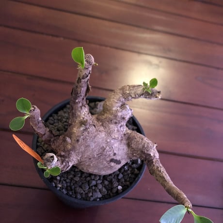 euphorbia     itremensis  《size  L》