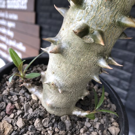 pachypodium  baronii《L size》※激希少‼︎現地球発根後店主国内管理6年株※荒い太いstudsみたく大きな葉&太幹がwildな一株※mad black pot植え