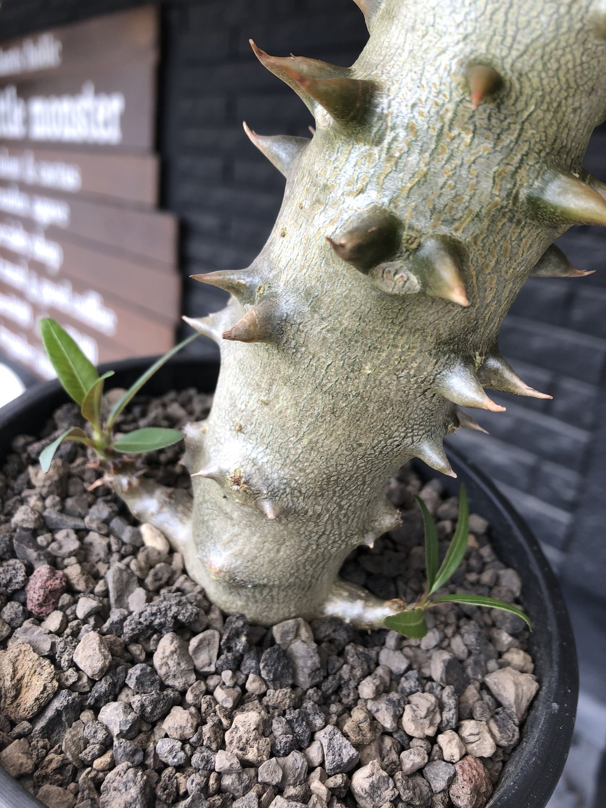 貴重種】パキポディウム バロニー 現地球 発根済み × SRL プラ鉢