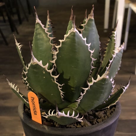 agave    horrida《M   size》