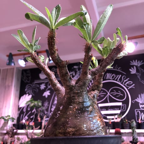 packypodium  gracilius《L size》※現地球発根済株※店主国内管理6年株※ロゼット完成のwild株‼︎特化した表皮カラーが渋くぼってり株元※mad black pot植え