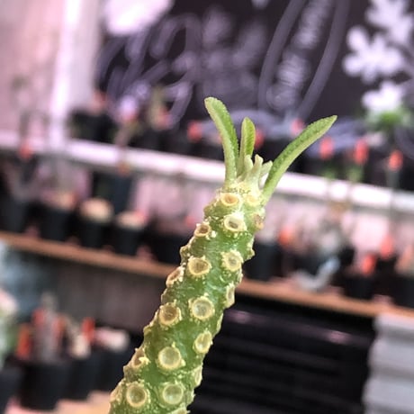 希少‼︎dorstenia   gigas《極太LL size》※発根済株※極太ぼってり株元&幹にこのweightの低さが堪らない最高品質な一株※mad black bowl pot植え