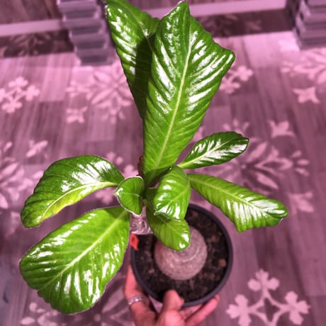 packypodium  decaryi《L size》店主管理9年株 ※mad black pot植え