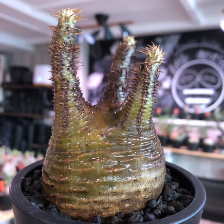 pachypodium  gracilius《M size》サビ加工的表皮※現地球発根済株※店主国内管理3年株※大変渋カッコ良く錆加工みたく荒い装い※mad black pot植え