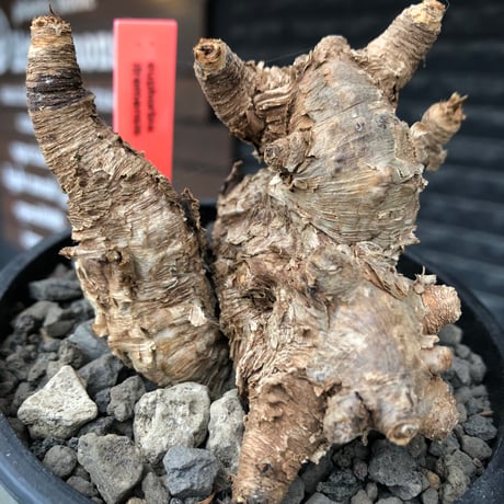 euphorbia itremensis《M size》※現地球株発根済③※極めて良き枝振りを持つ樹形バランスも出来すぎなイトレ※black pot植え