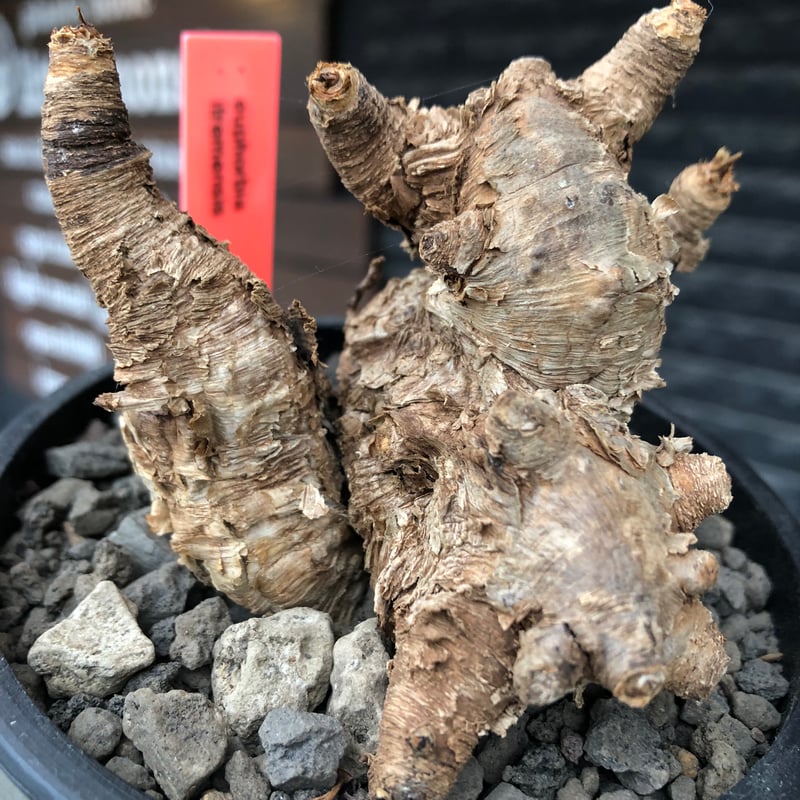 euphorbia itremensis《M size》※現地球株発根済③※極めて良き枝振りを