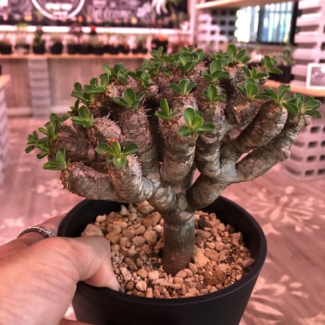 euphorbia    guillauminiana《M  size》細身でも枝数の激しい良美株‼︎