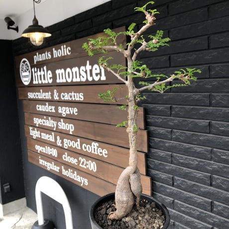 operculicarya decaryi  littmon seed🌱 《5年株》※極太幹にボコボコ感強く選抜株‼︎枝もパワータンクも太く良株※mad  black  pot植え