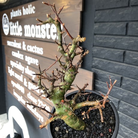 commiphora  myrrha《大きめM size》※現地球発根後店主国内管理8年株（店主私物株）※良き佇まいな激希少種※mad black bowl pot植え