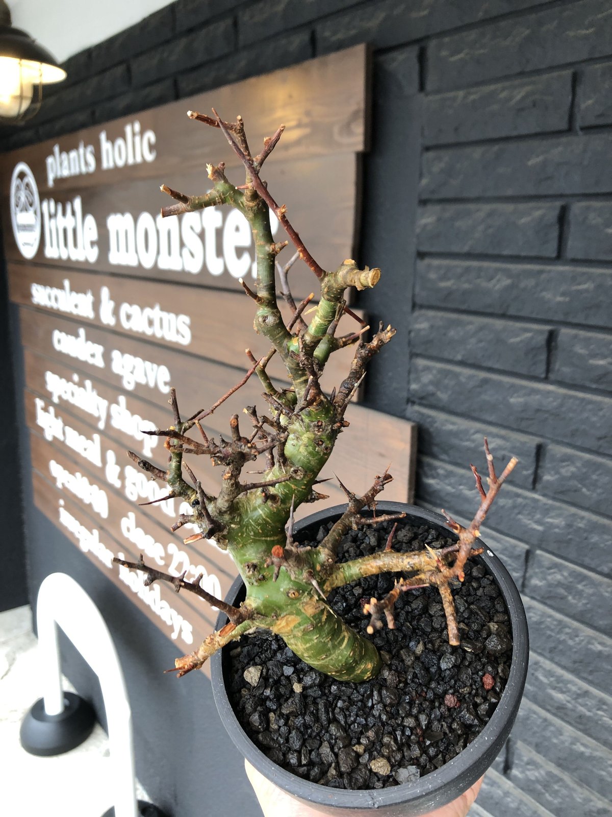 commiphora myrrha《大きめM size》※現地球発根後店主国内管理8年株（店...