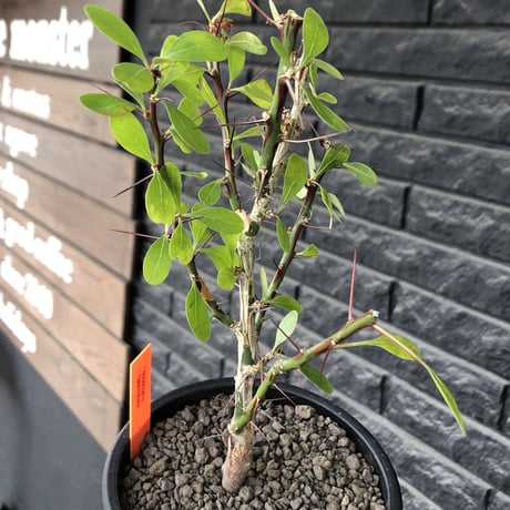 fouquieria  fasciculata《M size》驚愕‼︎激希少種※現地球発根後店主国内管理5年株※株元華奢ですが流通極少な渾身の一株※mad black pot植え