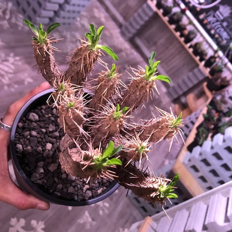 euphorbia    guillauminiana《M  size》整った枝ぶりbalanceのギラウミ