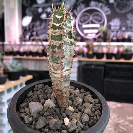 euphorbia   neohumbertii《小さめM size》※肌質が独特で自己主張強しネオフンベルティー（噴炎竜）※mad black pot植え