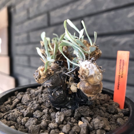 othonna  euphorbioides《M size》※現地球発根後店主国内管理3年株※枝幅も広くオイデスらしい両樹形な纏まり良き一株※mad black pot植え