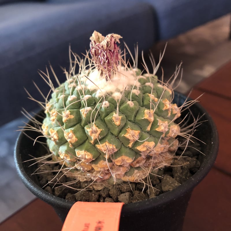 strombocactus 菊水《L size》bigで木質化した一部を持つ球体 strombocactus 菊水《L size》bigで木質化した一部を持つ球体