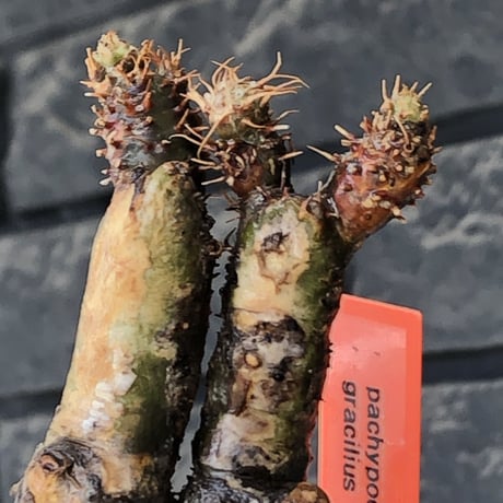 pachypodium gracilius《大きめS size》極‼︎現地焼け肌※現地球発根後店主国内管理3年株※激しすぎる荒々しい現地焼け肌がとびきり魅力※mad black pot植え