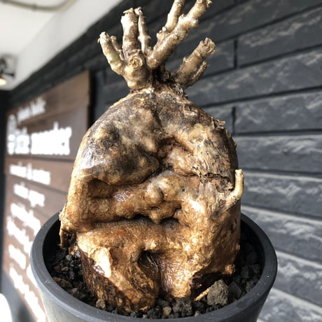 pachypodium bispinosum 《大きめM size》極希少‼︎激エグれ株※現地球発根後店主国内管理5年株※両A面な激しいエグれ生き様強き一株※mad black pot植え