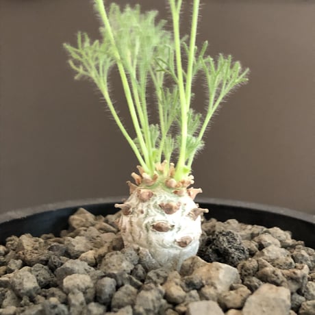 sarcocaulon peniculinum《S size》激希少種※現地球発根後店主国内管理5年株※小振りでも堪らない純白の美しい一株‼︎※mad black pot植え