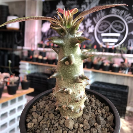 pachypodium  baronii《大きめM size》※激希少‼︎現地球発根済株※現地らしい荒いstuds棘に肌質‼︎weight低めな良樹形株※mad black pot植え