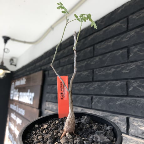 pachycormus discolor 象の木 littmon  seed🌱 《5年株》※成長極遅いなか美しく立派に育ってくれた繊細な一株※mad black bowl pot植え