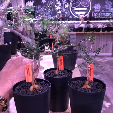 opercullicarya   packypus  littmon  seed🌱 《２年半株》balance良く装い良き一株‼︎　※（限定３株）