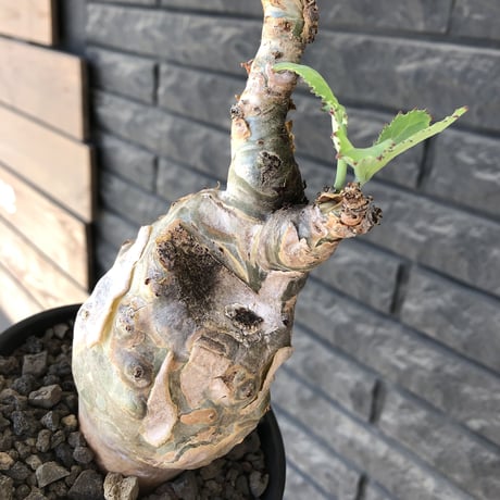 cyphostemma betiforme《 L size》※現地球発根後店主国内管理10年株※希少‼︎太く特化したボコボコ樹形でインテリア性高く今や流通極少な大株となり渾身の一株※鉄鉢植え