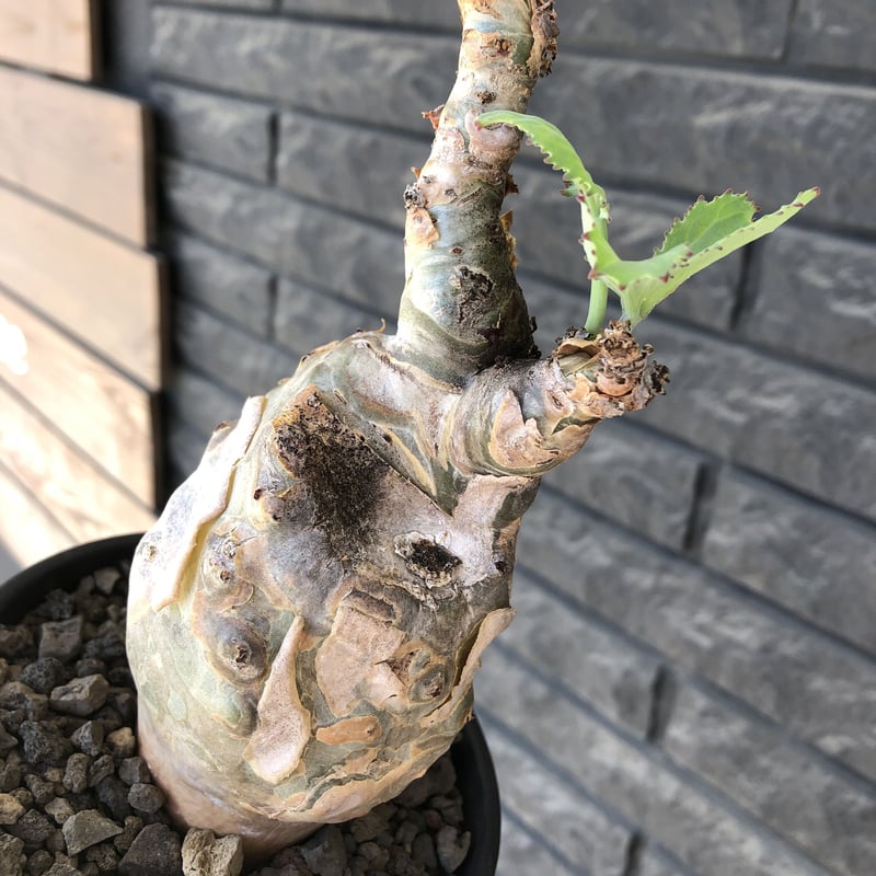 cyphostemma betiforme《 L size》※現地球発根後店主国内管理10年株