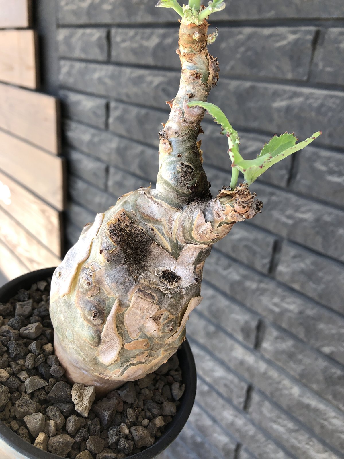 キフォステンマ　べディフォルメ　現地球Cyphostemma Betiforme Cyphostemma betiforme キフォステンマ ベティフォルメ | いい日