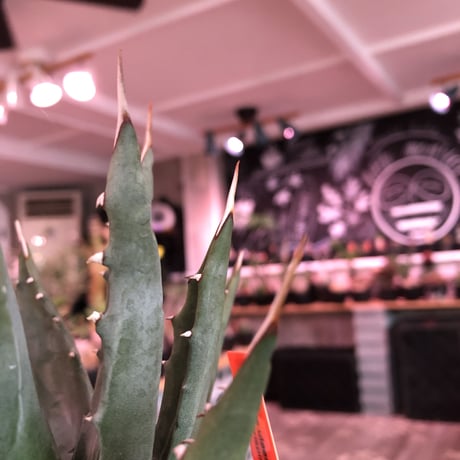 agave    utaensis  var, eborispina《大きめM size》※発根済株※良balance＆美しいエボリスピナ※陶器鉢植え