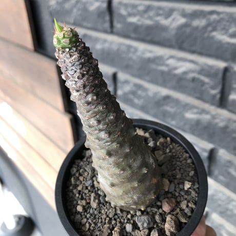 euphorbia   pachypodioides《M size 》※ボコボコ肌の立体的樹形‼︎葉の表がグリーンで葉裏とお花が紫の魅力的な一株※mad black pot植え