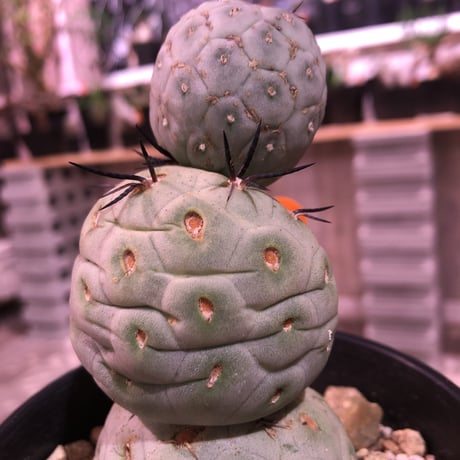tephrocactus   geometricus《M size》
