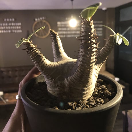 packypodium  makayense《M size》