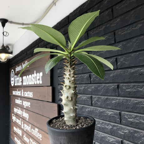 pachypodium  baronii《LL size》※激希少‼︎現地球発根後店主国内管理9年株※激極太幹を持ちどっしり構えの男前‼︎太いstuds棘が堪らない※mad black pot植え