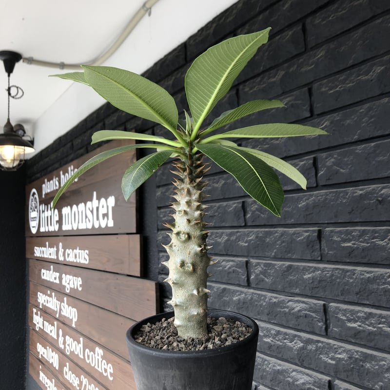 pachypodium baronii《LL size》※激希少‼︎現地球発根後店主国内