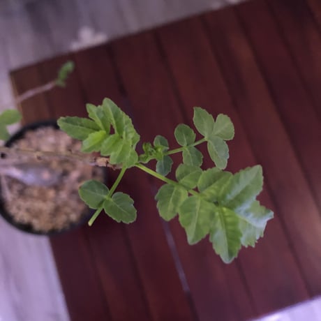 bursera  fagaroides《M size》
