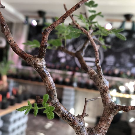 commiphora   monstrosa《 M  size》※現地球発根済株※店主国内管理3年株※weight低く枝振りも抜群な良樹形モンスト‼︎※mad black pot植え