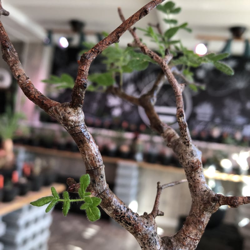 サマーセール！ 長期管理株 コミフォラ モンストローサ 現地球 現地株 発根済み サマーセール！ 長期管理株 コミフォラ モンストローサ 現地球