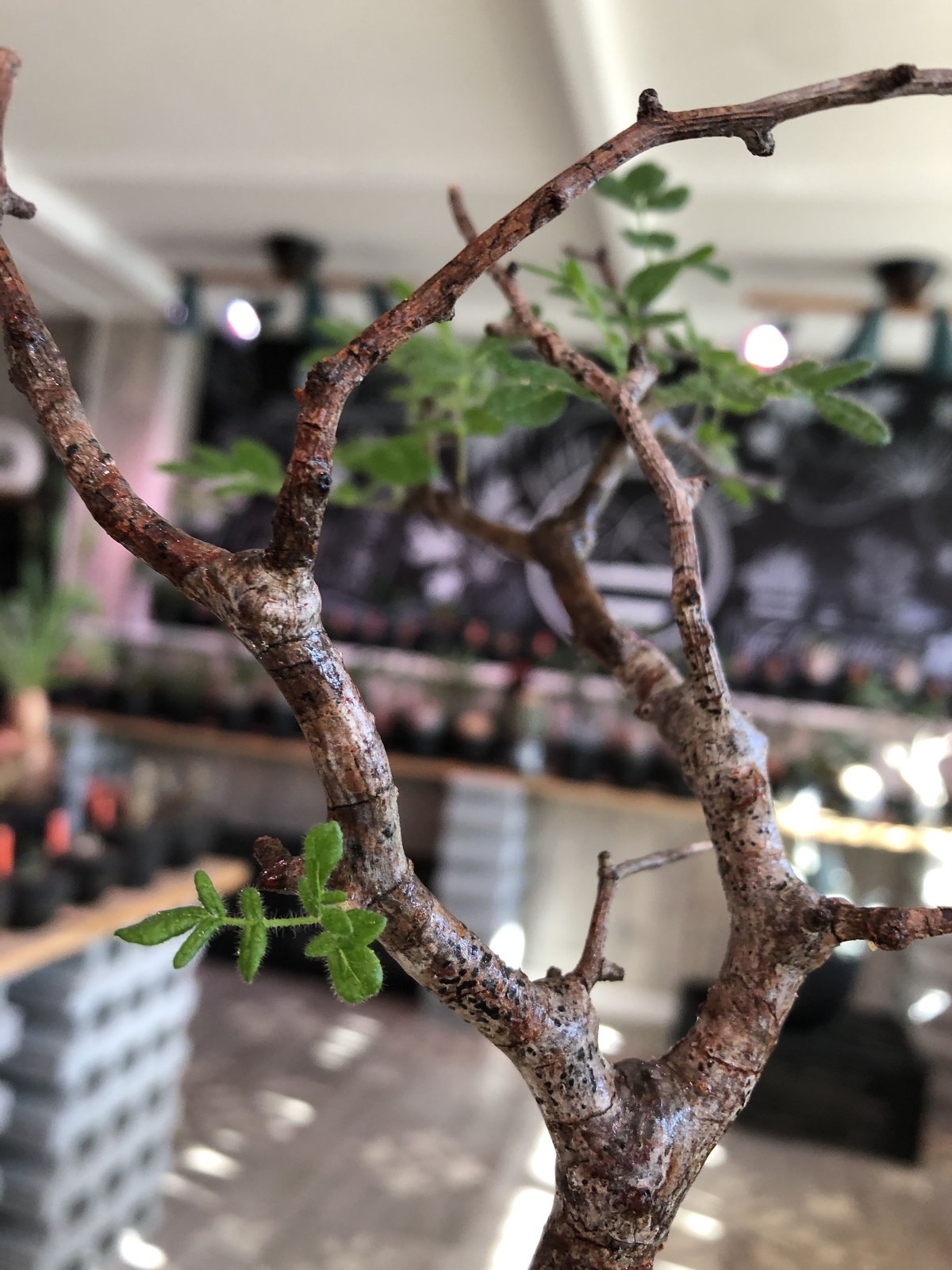 commiphora monstrosa《 M size》※現地球発根済株※店主国内管理 commiphora monstrosa《 M size》※現地球発根済株※店主国内管理