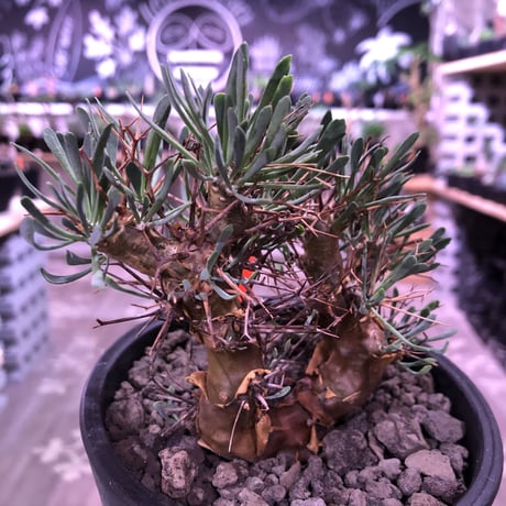 othonna   euphorbioides《大きめM size》black肌‼︎　※大変良きbalance &枝振りなオイデス‼︎オススメ株！※mad black pot植え　
