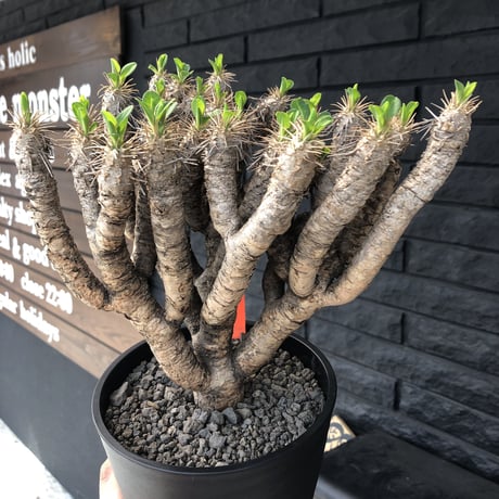 euphorbia    guillauminiana《L  size》躍動感激しいギラウミ  ※店主管理国内４年株