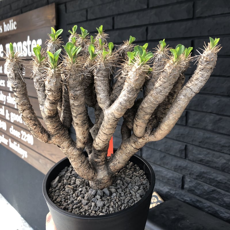 euphorbia guillauminiana《L size》躍動感激しいギラウミ