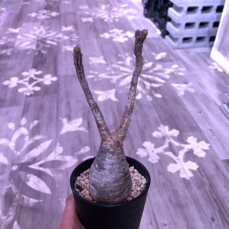 packypodium  gracilius《M size》※現地球株  発根済み株‼︎  （限定10株）
